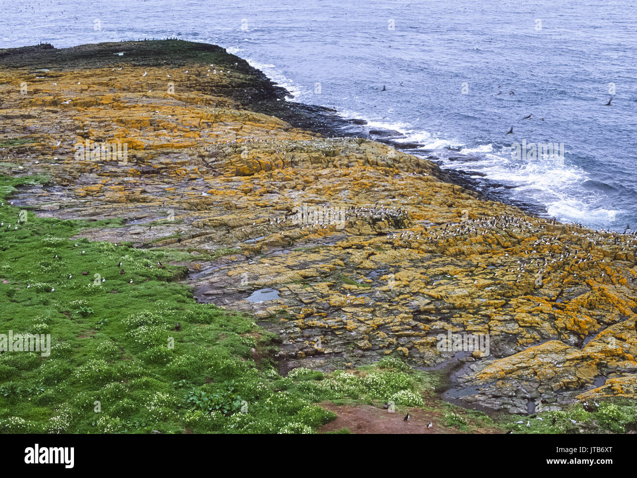 Farne Islands, seabird nesting colony in summer, Northumbria, England, United Kingdom, British Isles Stock Photo