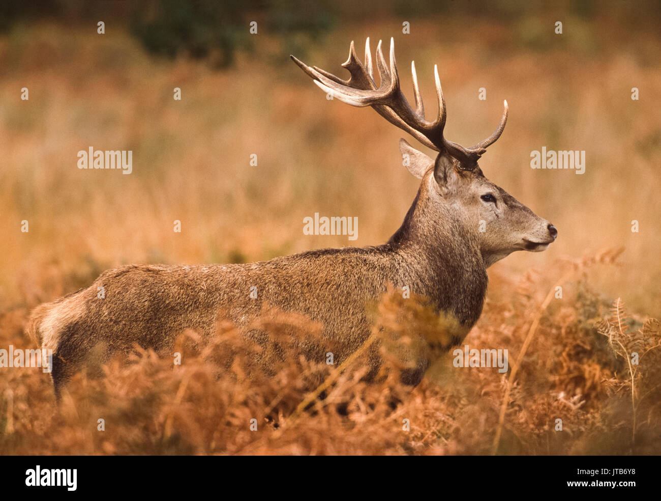 Red Deer stag, (Cervus elaphus), amongst bracken, Richmond Park, London, United Kingdom, UK Stock Photo