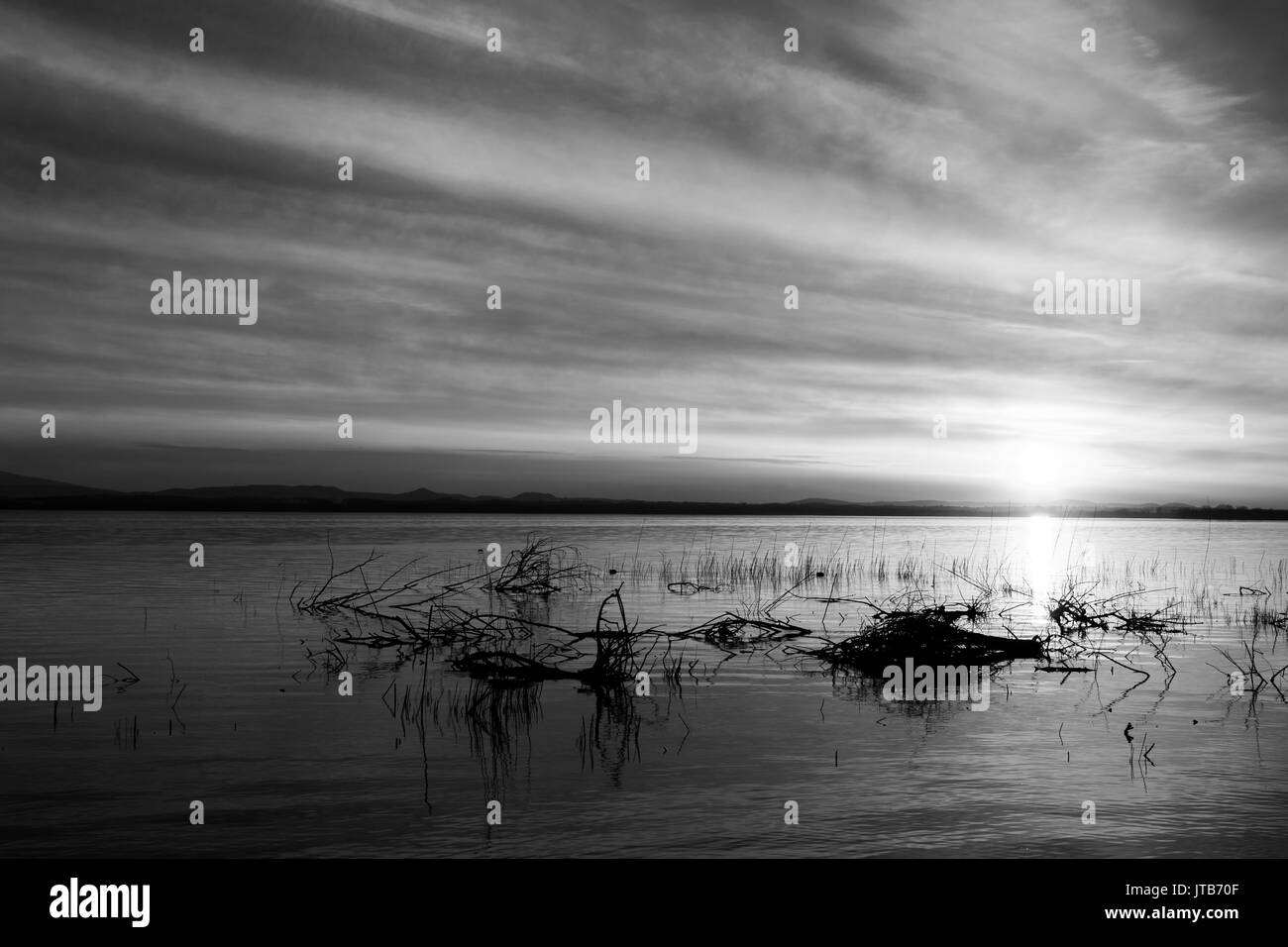 Lake at sunset, with trees and branches coming out of water, and a beautiful sky with long, striped clouds Stock Photo