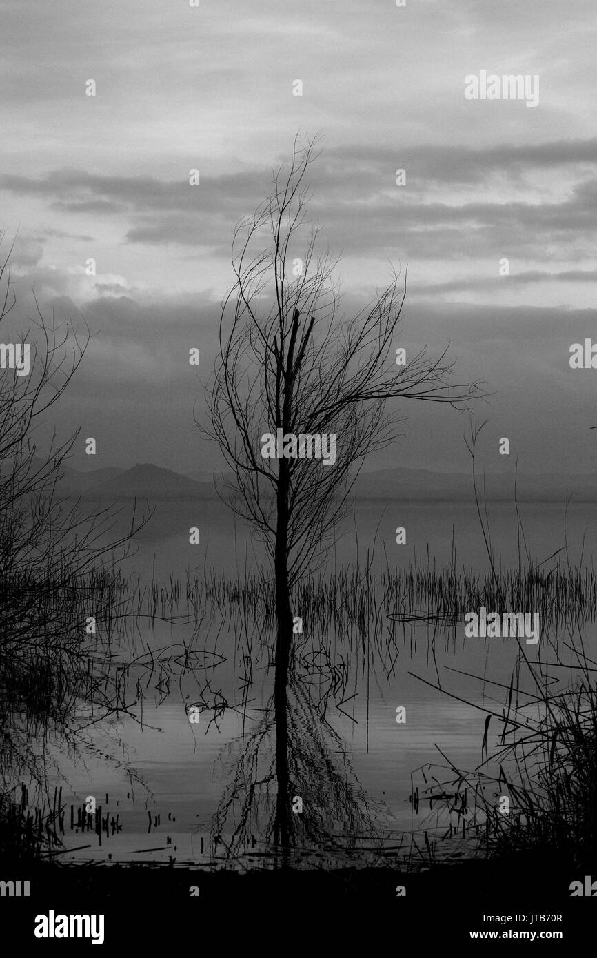 A tree near a lake shore, reflecting on water along with the sky Stock Photo