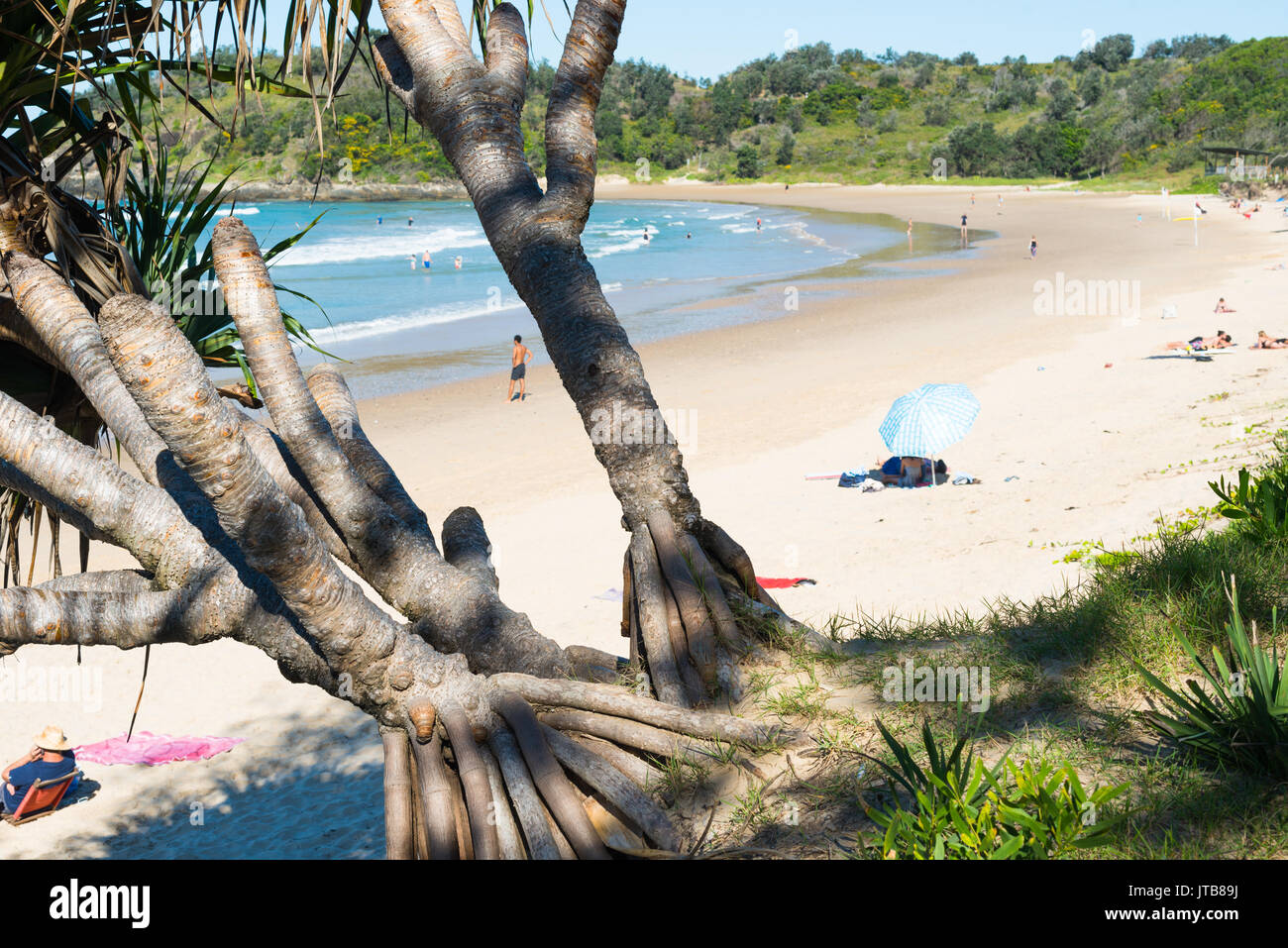 Screw Pine, Pandanus tectorius, Diggers beach, Coffs Harbour, New South Wales, Australia. Stock Photo