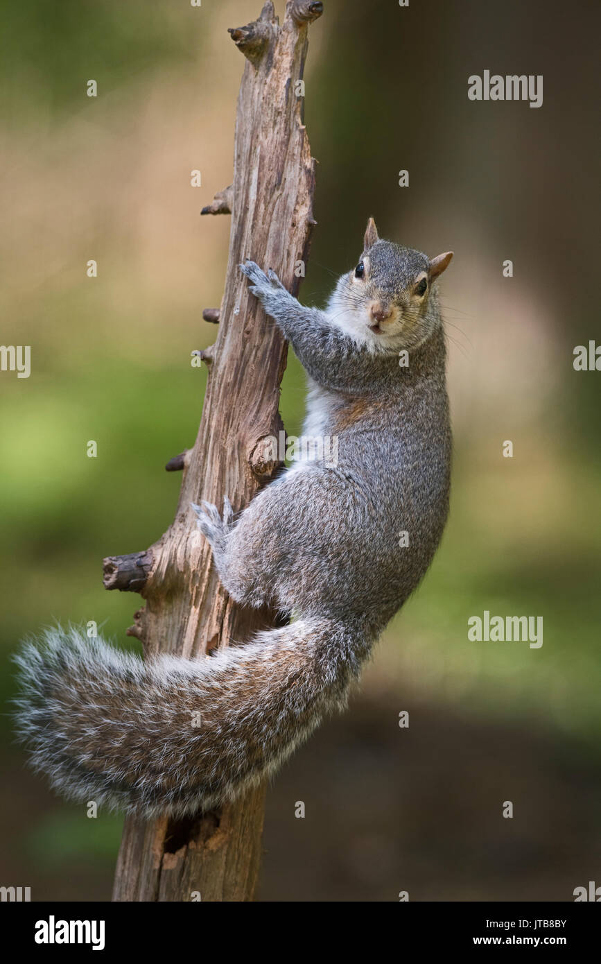 Grey (Eastern Gray) Squirrel Sciurus carolinensis in wood North Norfolk Stock Photo