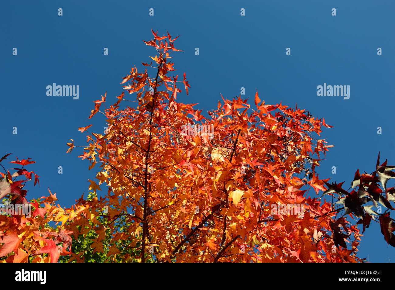 A Autumn tree with blue sky background Stock Photo