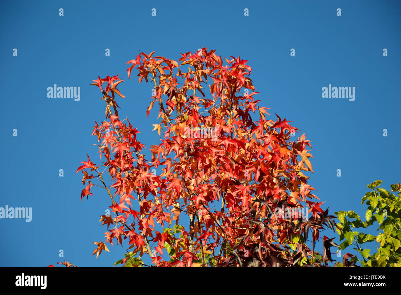 A Autumn tree with blue sky background Stock Photo