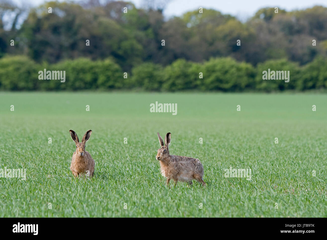 Brown Hares Lepus Europaeus on arable field of wheat in early spring North Norfolk Stock Photo