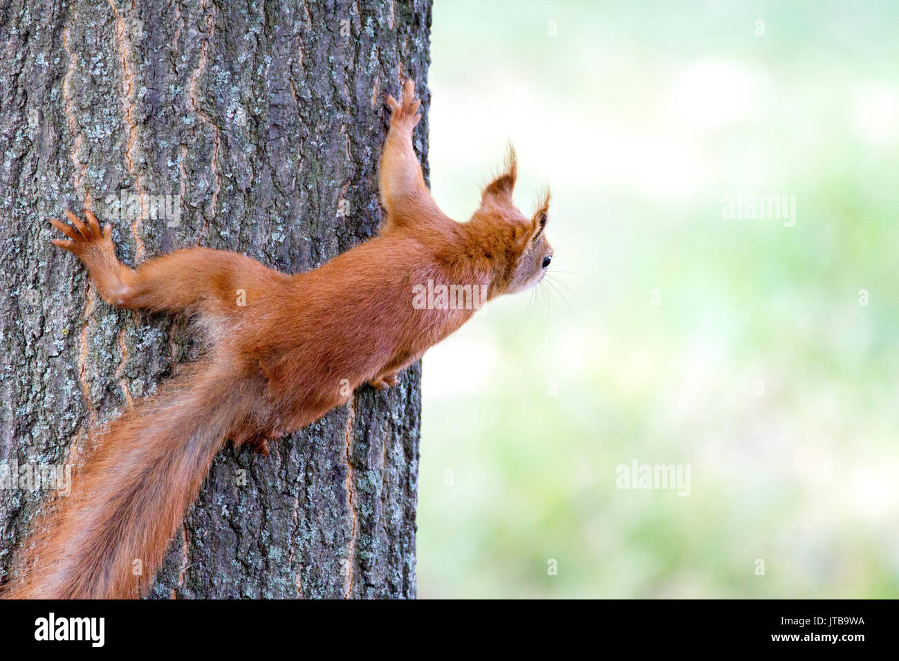 Image of a small rodent squirting peeps out on a tree trunk Stock Photo -  Alamy