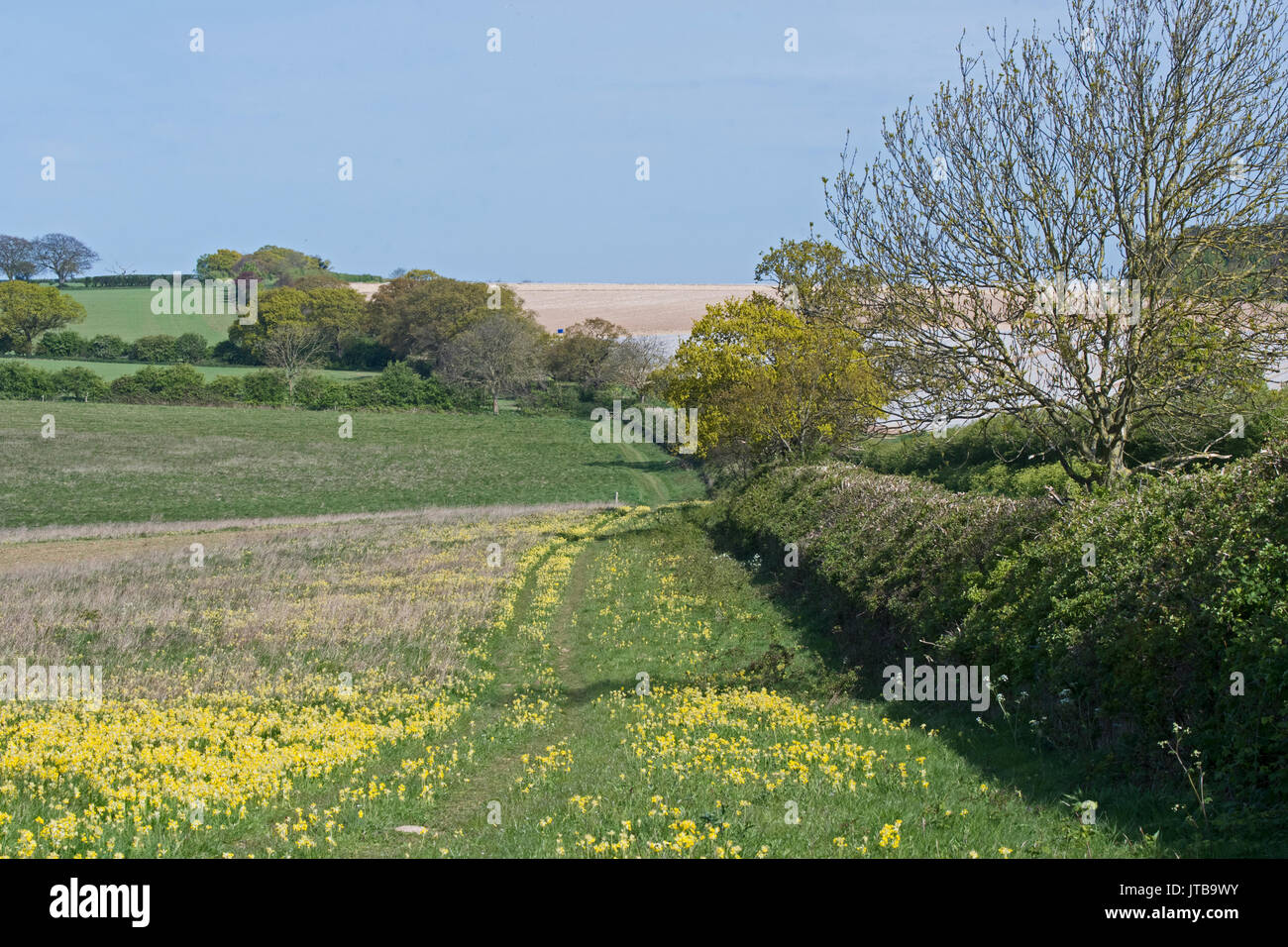 Ancient hedgerow and hay meadow with Cowslips in early spring Ringstead Norfolk Stock Photo