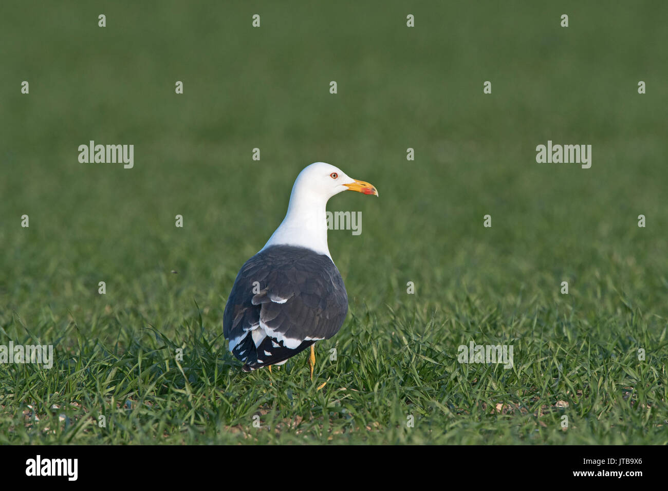 Lesser black-backed Gull  Larus fuscus adult in breeding plumage North Norfolk spring Stock Photo