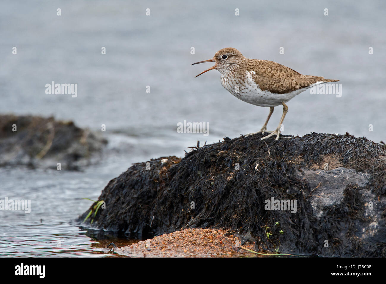 Common Sandpiper Actitis hypoleucos calling from boulder in river Caithness Scotland summer Stock Photo
