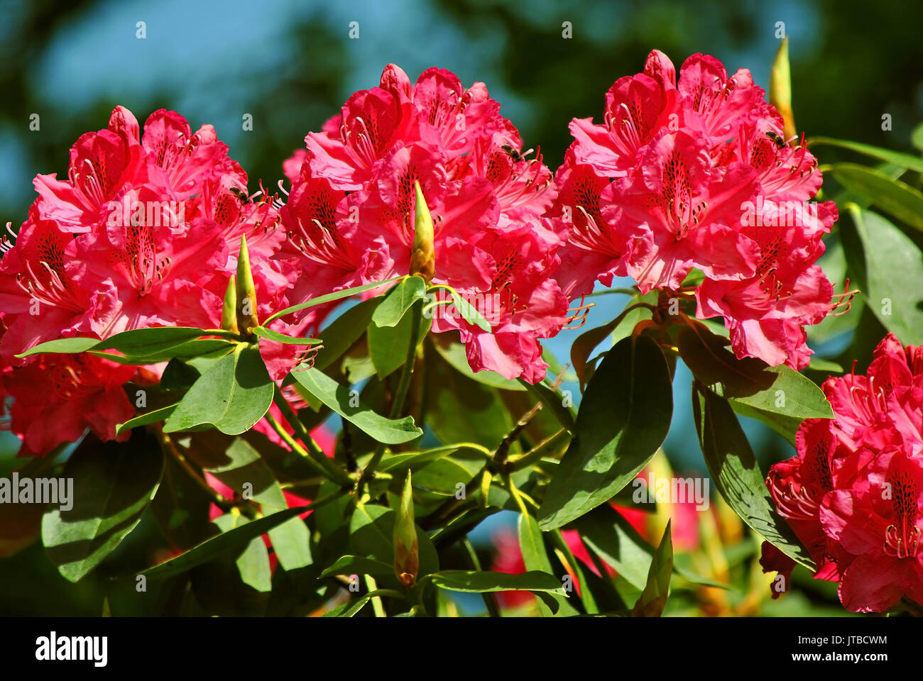 Rhododendron Cynthia flowers Stock Photo