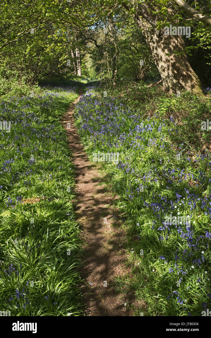 Bluebells & Beech woodland in early spring at Thursford Wood Norfolk Wildlife Trust Reserve Norfolk Stock Photo