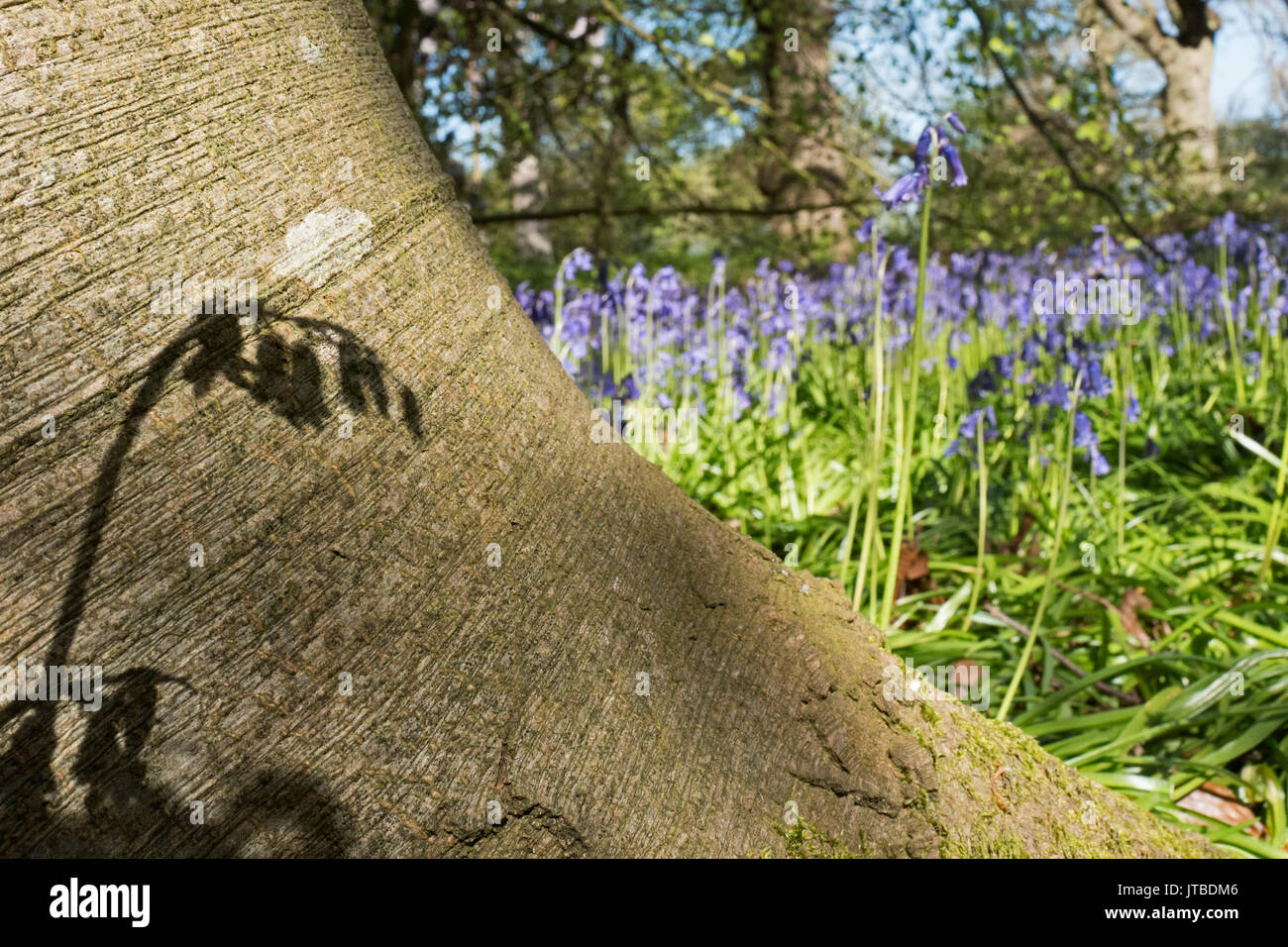 Bluebell and shadow on Beech Tree trunk in early spring at Thursford Wood Norfolk Wildlife Trust Reserve Norfolk Stock Photo