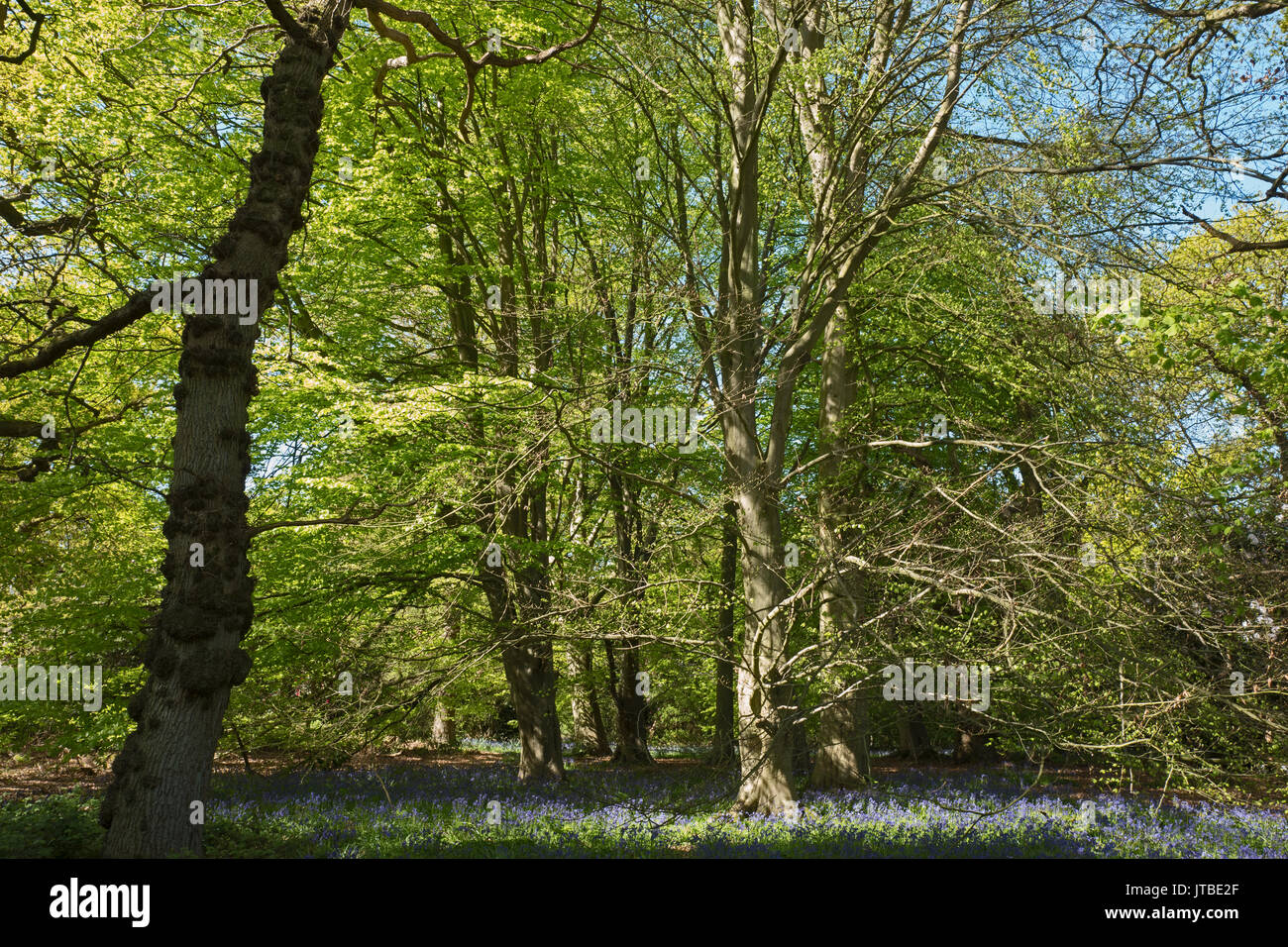 Bluebells & Beech woodland in early spring at Thursford Wood Norfolk Wildlife Trust Reserve Norfolk Stock Photo
