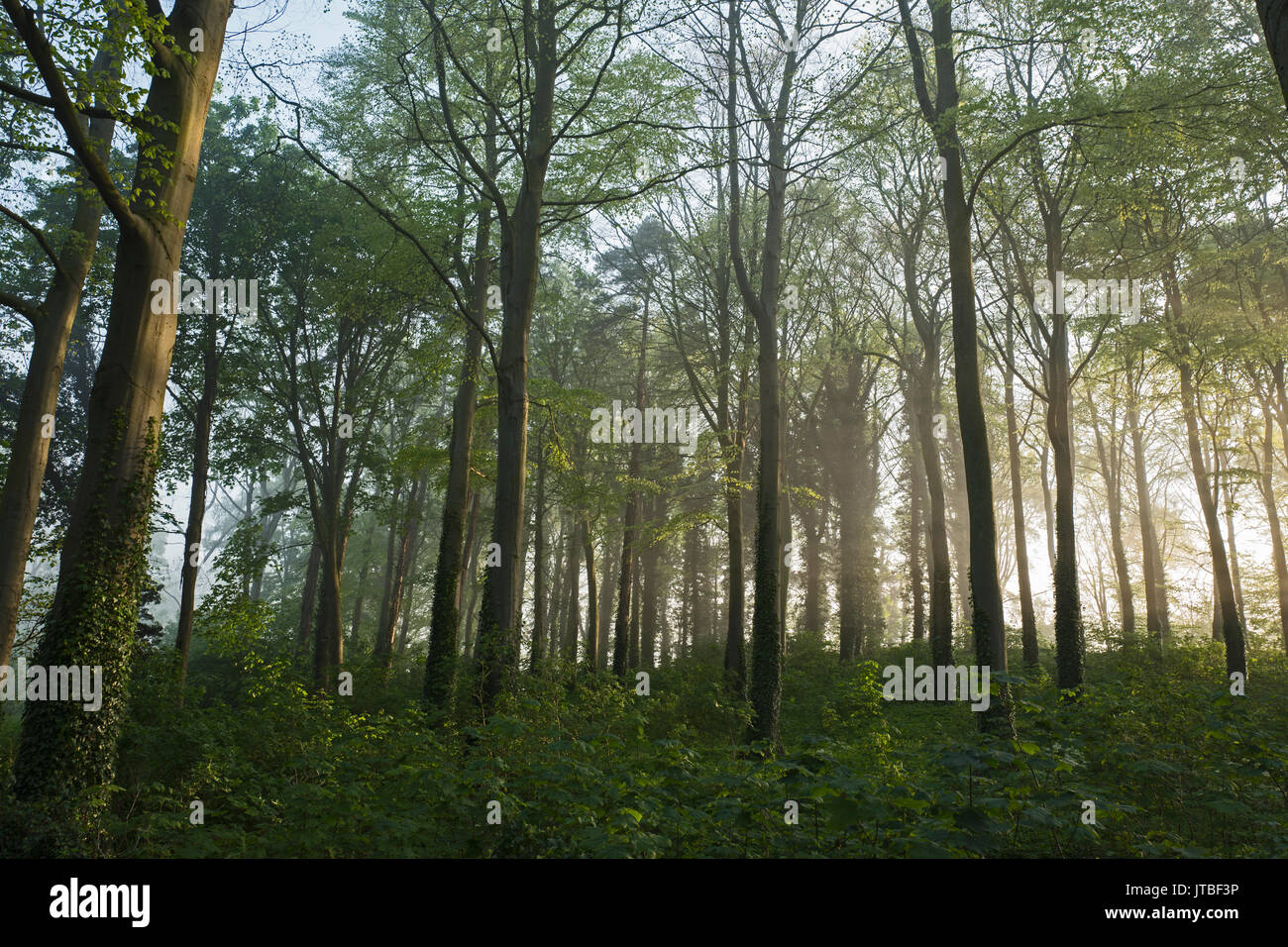Woodland on misty morning in spring Great Walsingham Norfolk Stock Photo