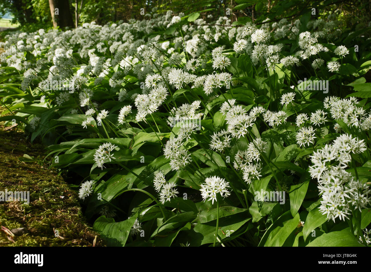 Wild Garlic (Ramsons) in flower along country lane Great Walsingham Norfolk May Stock Photo