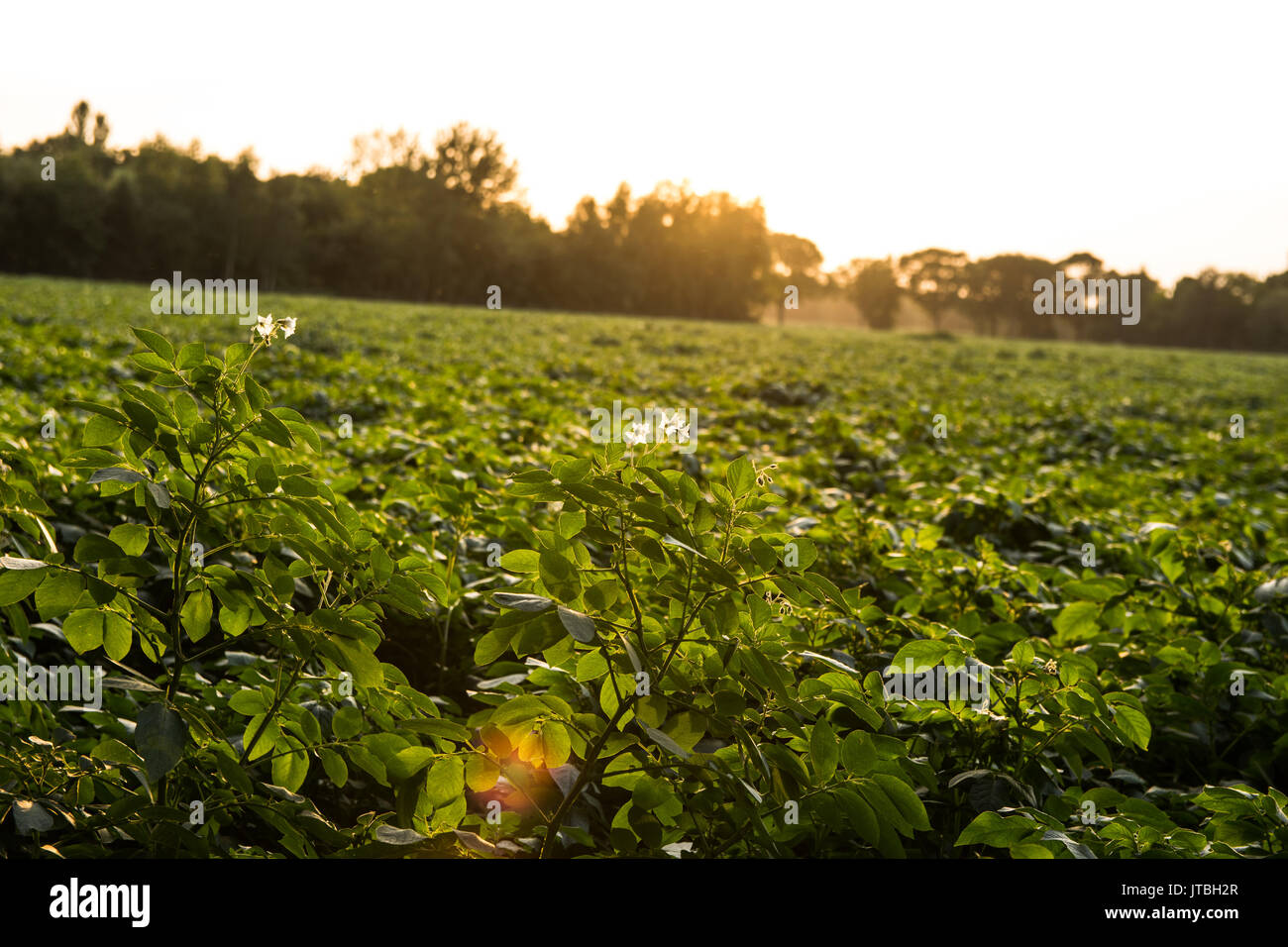 Crops Stock Photo - Alamy
