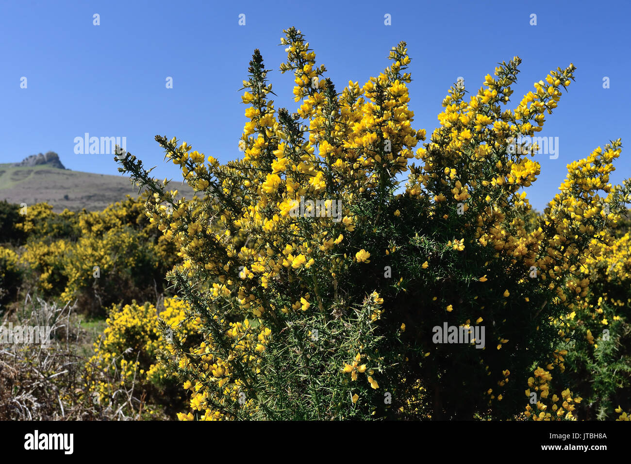 Gorse bushes on Dartmoor Stock Photo Alamy