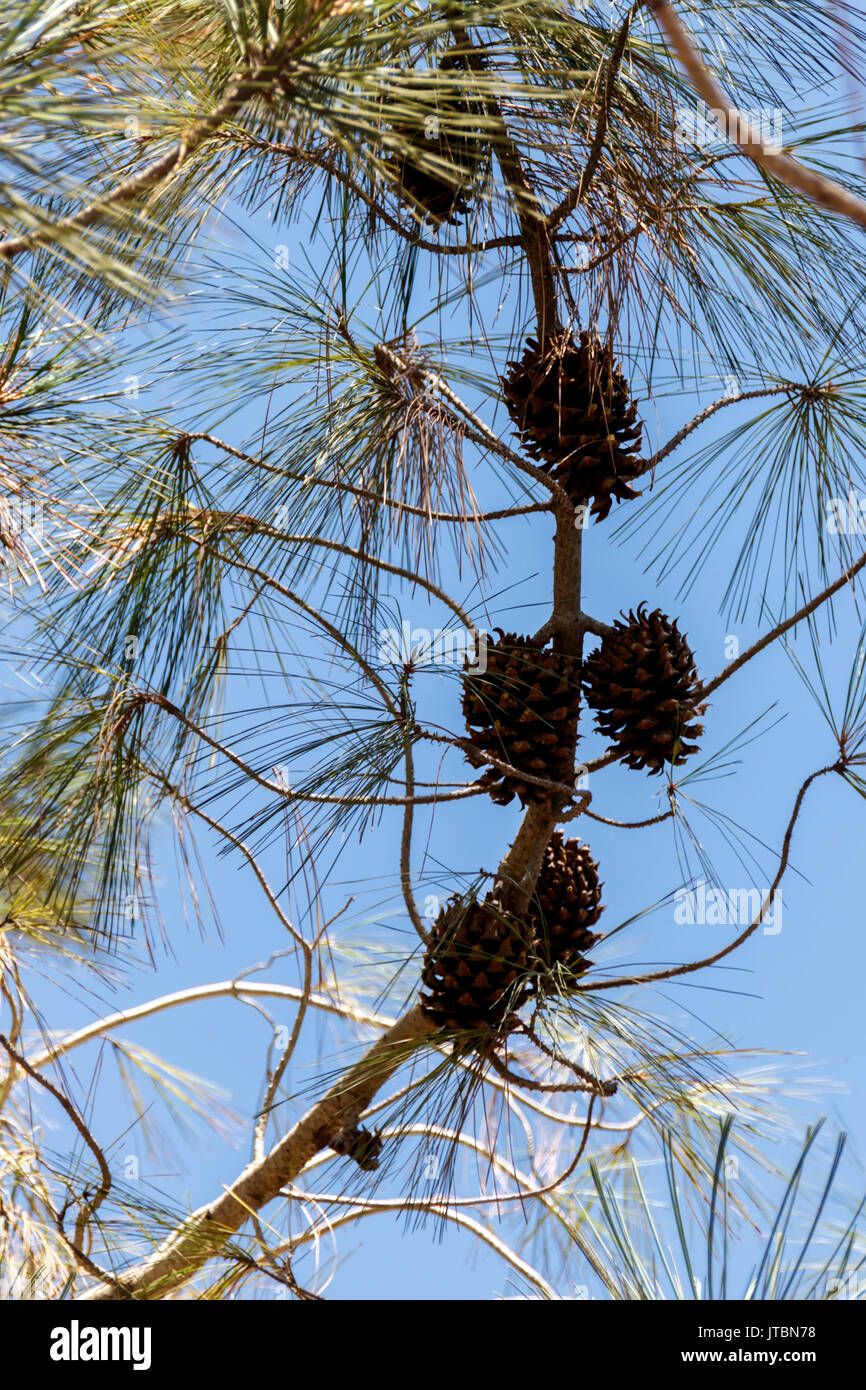 Cones on a coniferous tree Stock Photo