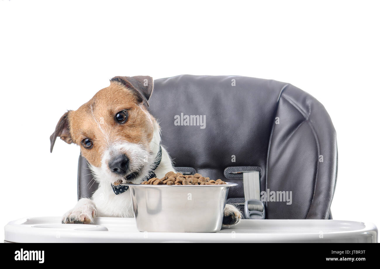Dog eating dry food lunch from bowl Stock Photo Alamy