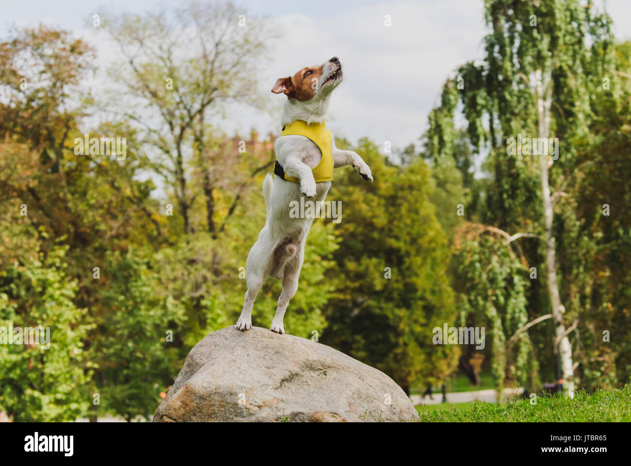 Jumping hind legs hires stock photography and images Alamy