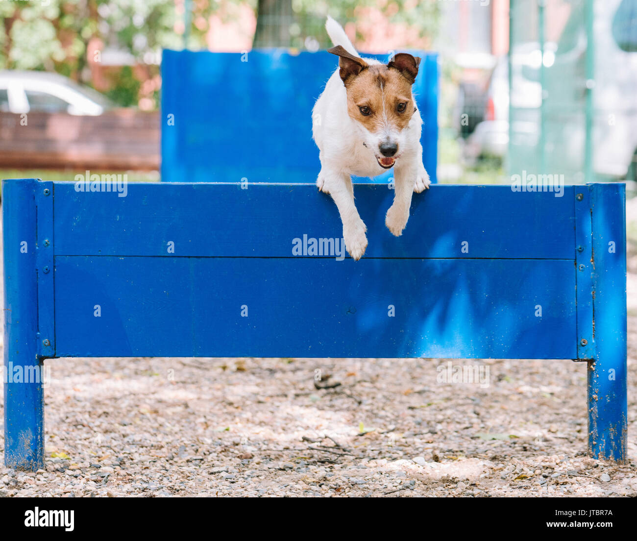 Dog training to jump over hurdle at doggy park Stock Photo