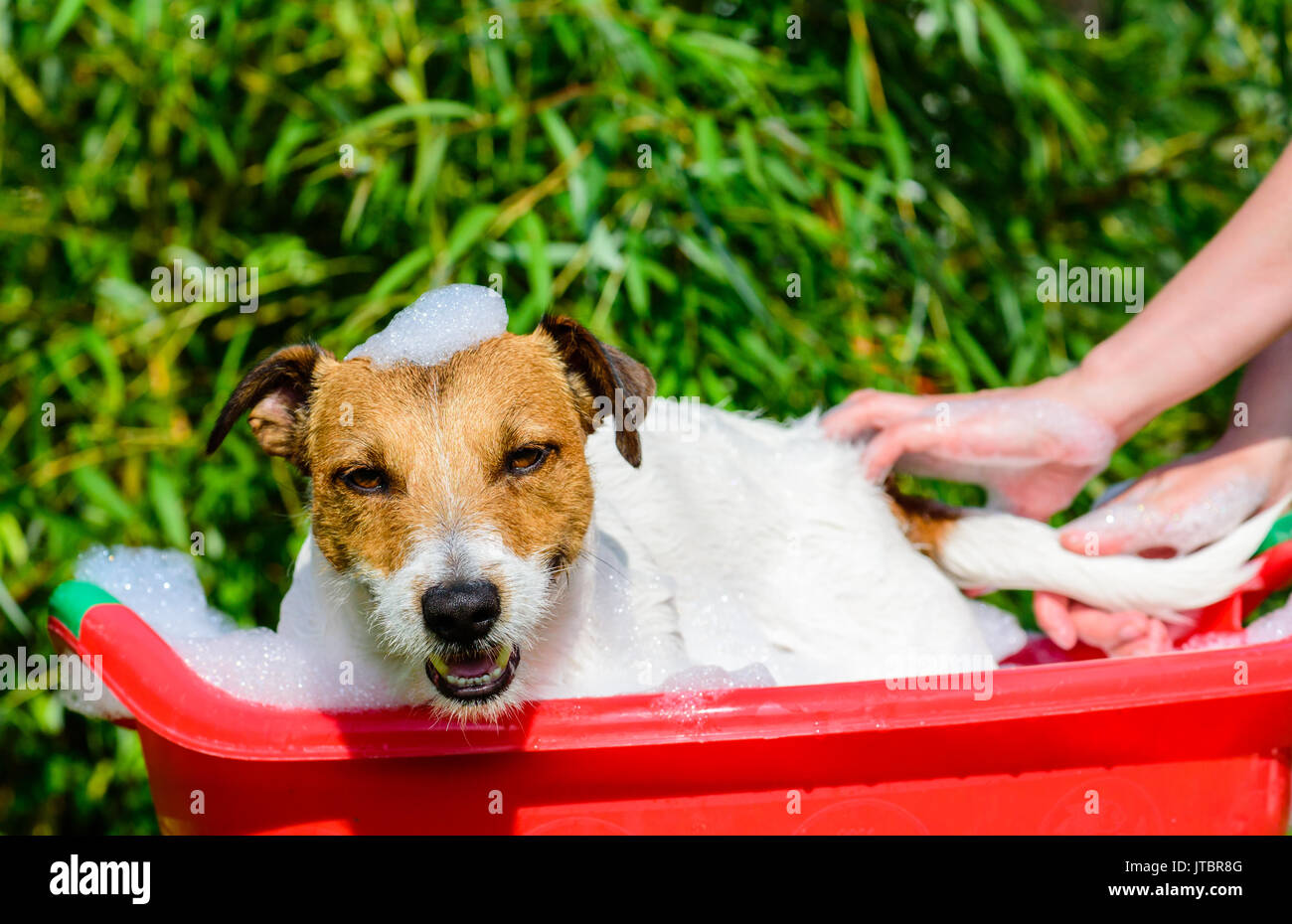 Pet dog washing in bath during grooming care Stock Photo Alamy
