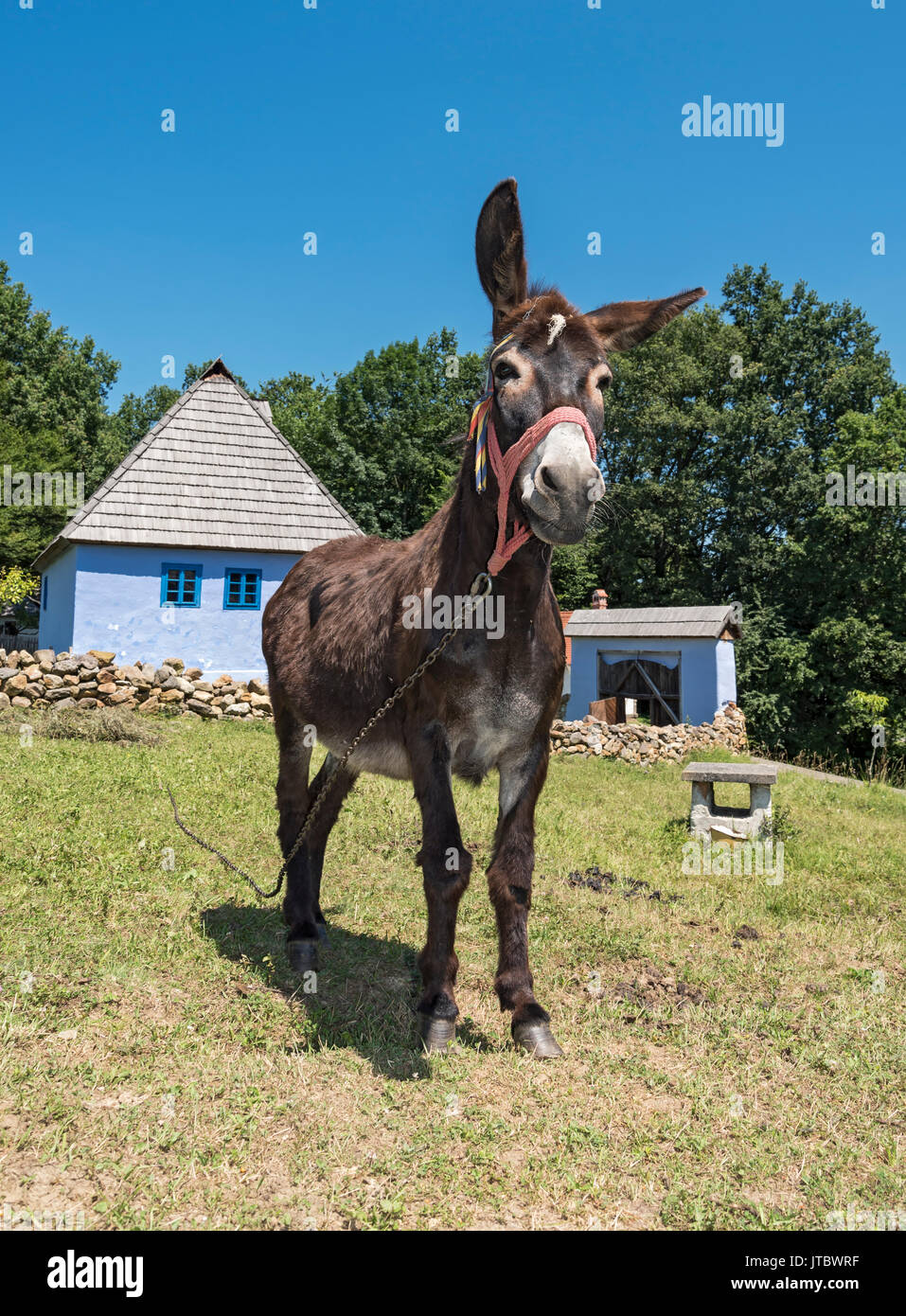 Donkey in the Astra Museum of Traditional Folk Civilization, Sibiu, Romania Stock Photo