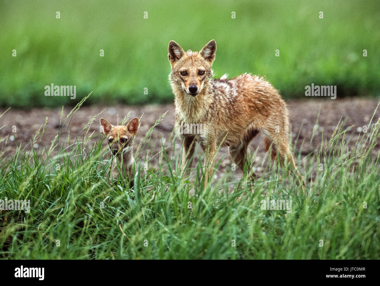 Indian jackal hires stock photography and images Alamy