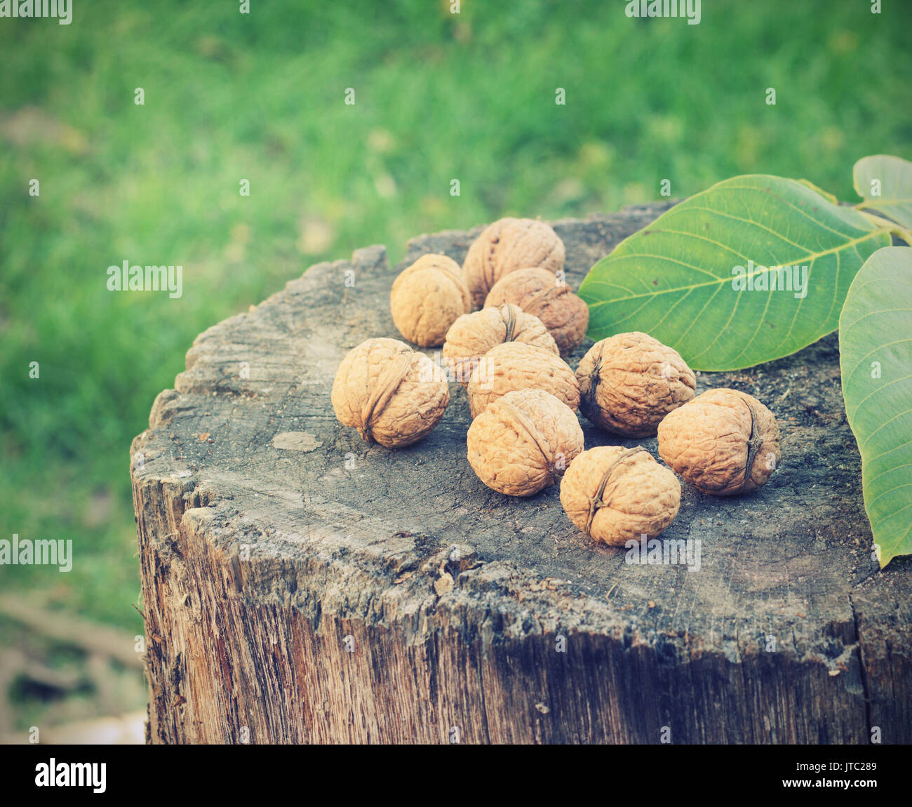 Walnuts on a tree stump in the street toning Stock Photo Alamy