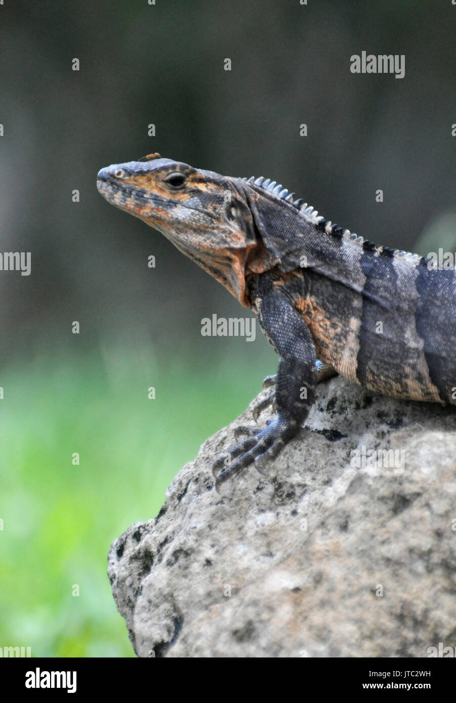 Flora y fauna america central hi-res stock photography and images - Alamy