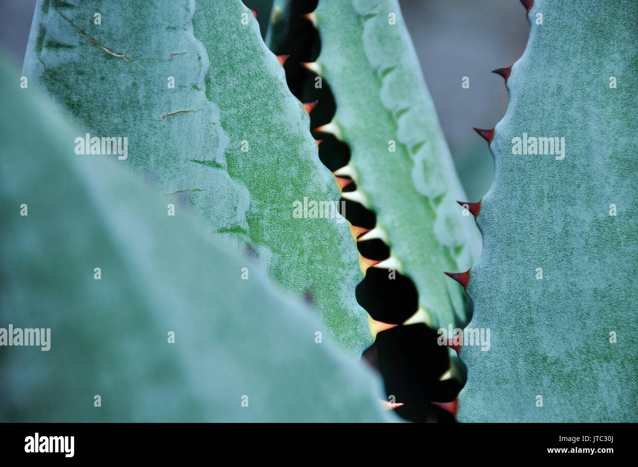 Sharp cactus Stock Photo
