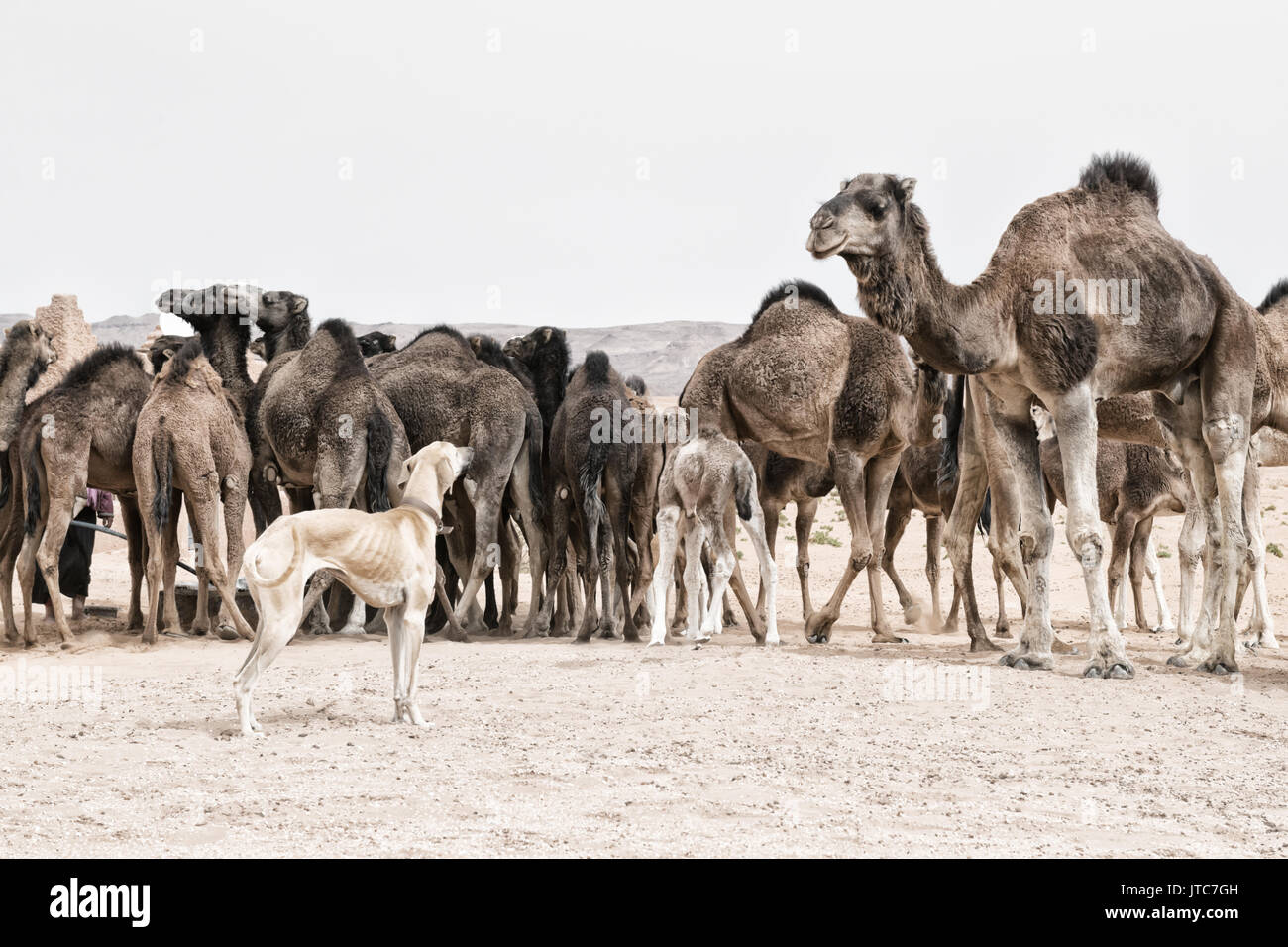 A Sloughi (Arabian greyhound) herds a group of dromedaries (camels) at a well in the desert of Morocco. Stock Photo
