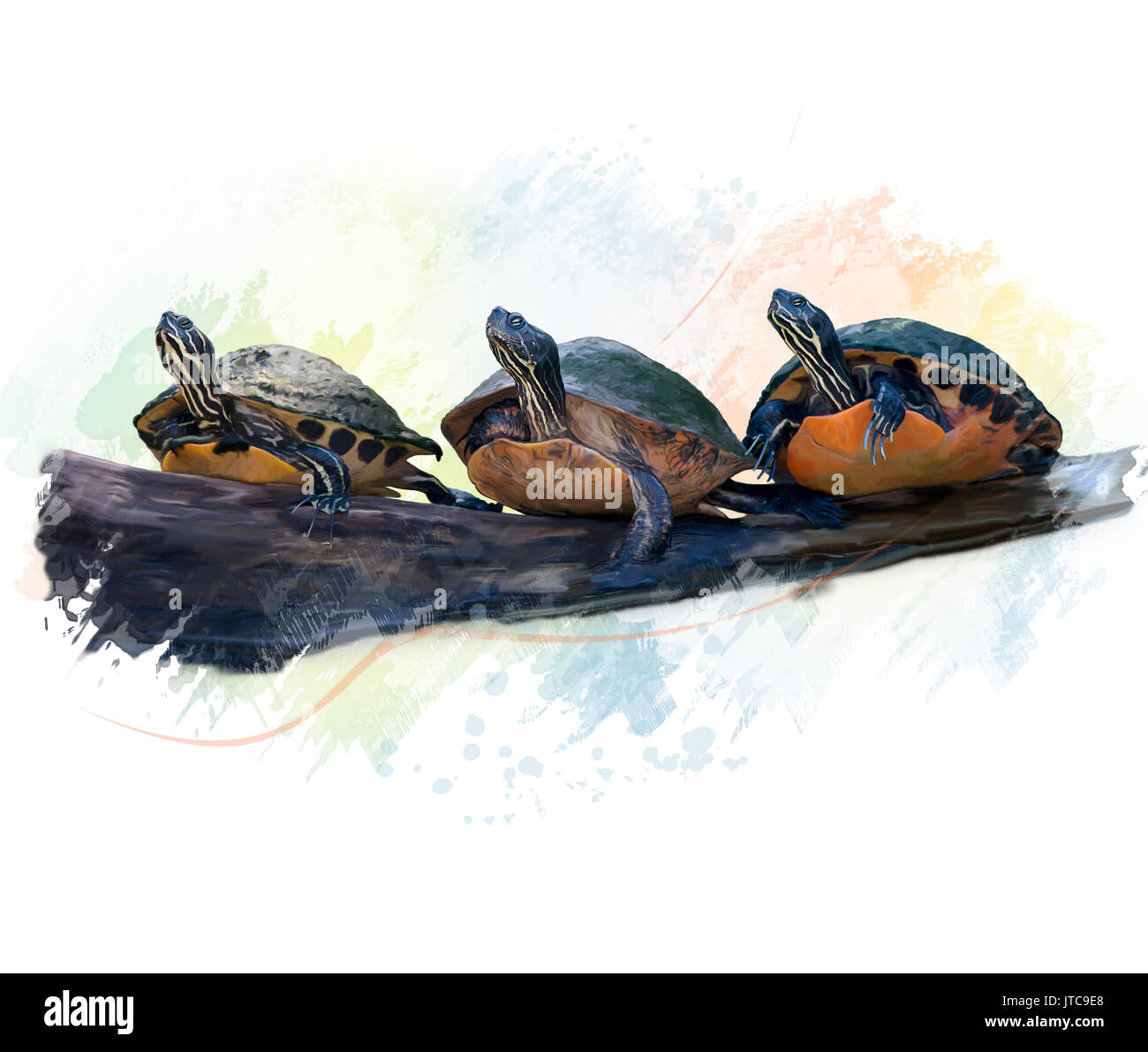 Digital Painting of Florida Turtles Stock Photo