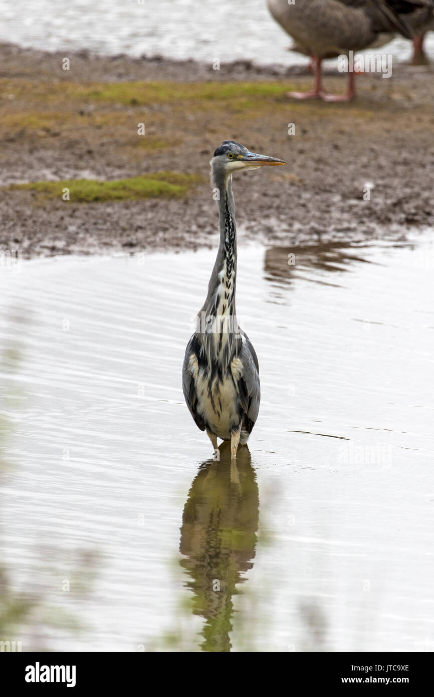 Front view of a Grey Heron, Ardea Cinerea, in a wetland area of Shropshire, England, showing feathering and colouring details. Stock Photo