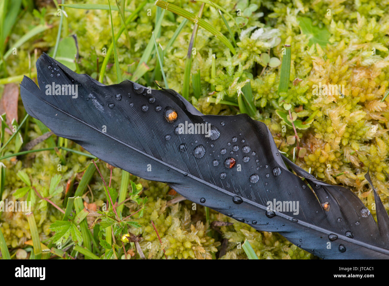 Raindrops on feather. Dartmoor, Devon, UK Stock Photo