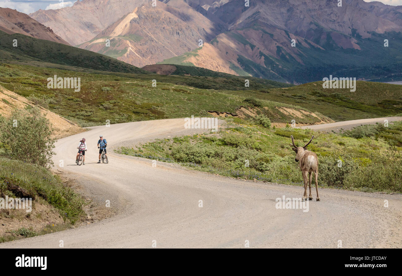 Cyclists face a standoff with a Caribou as they approach Highway Pass on the Denali Park Road in Denali National Park in Alaska. Stock Photo