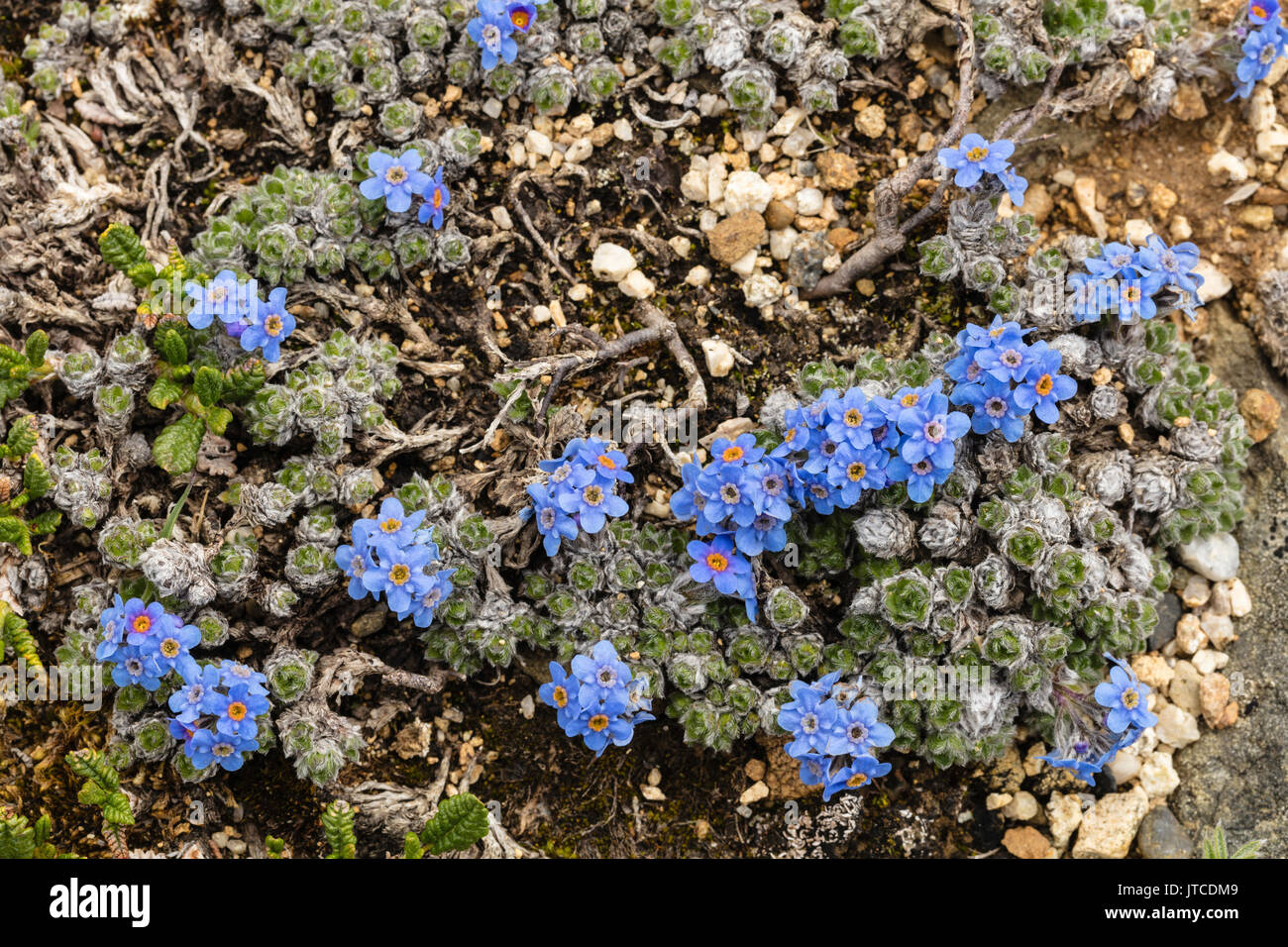 Mountain Forget-me Not in Denali National Park in Interior Alaska. Stock Photo