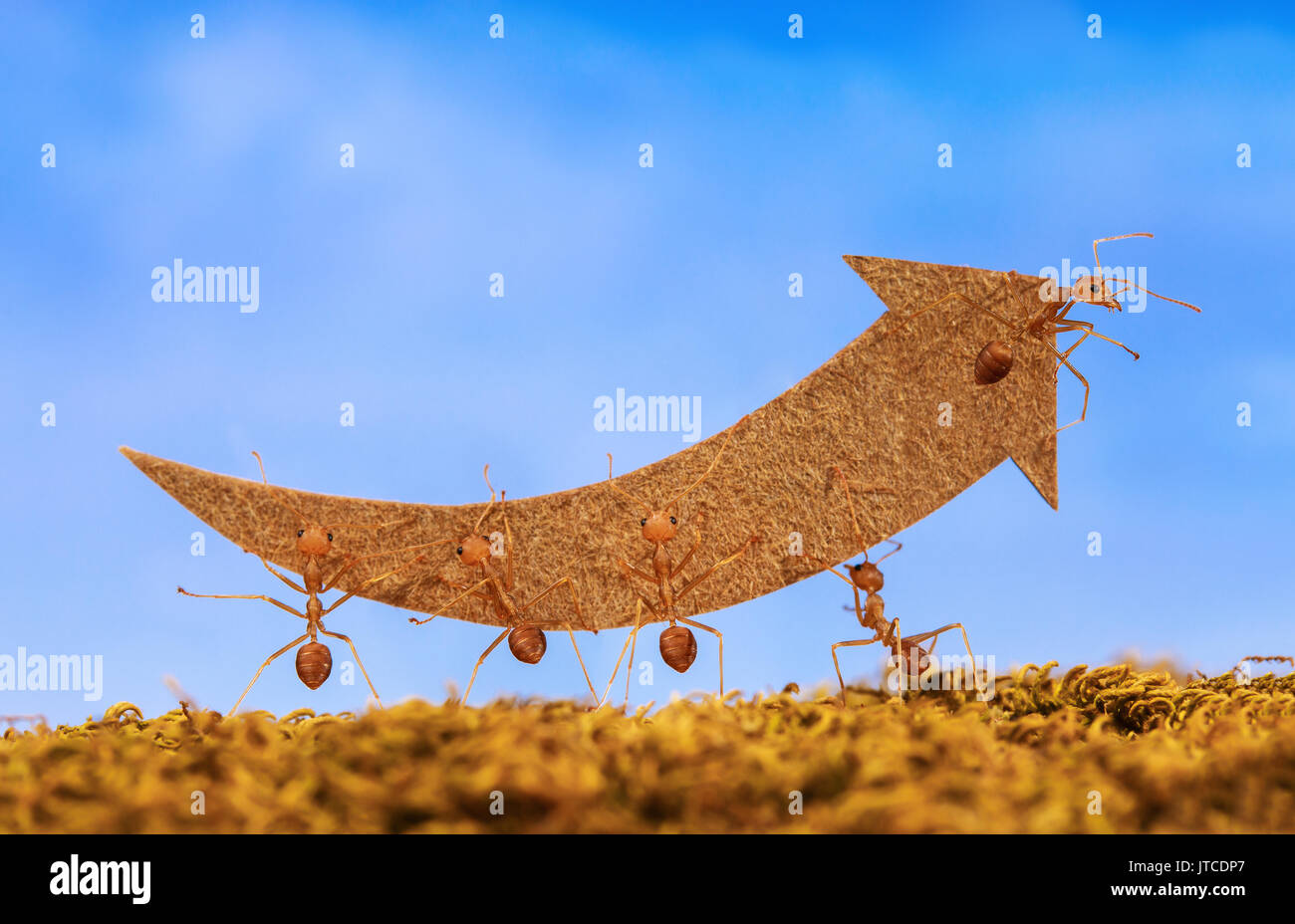 Ants carry rising arrow for business graph, business and teamwork concept Stock Photo