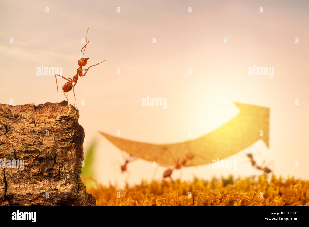 Ants carry rising arrow for business graph, business and teamwork concept Stock Photo