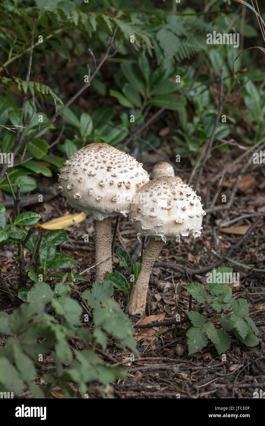 Parasol (Macrolepiota procera) Stock Photo