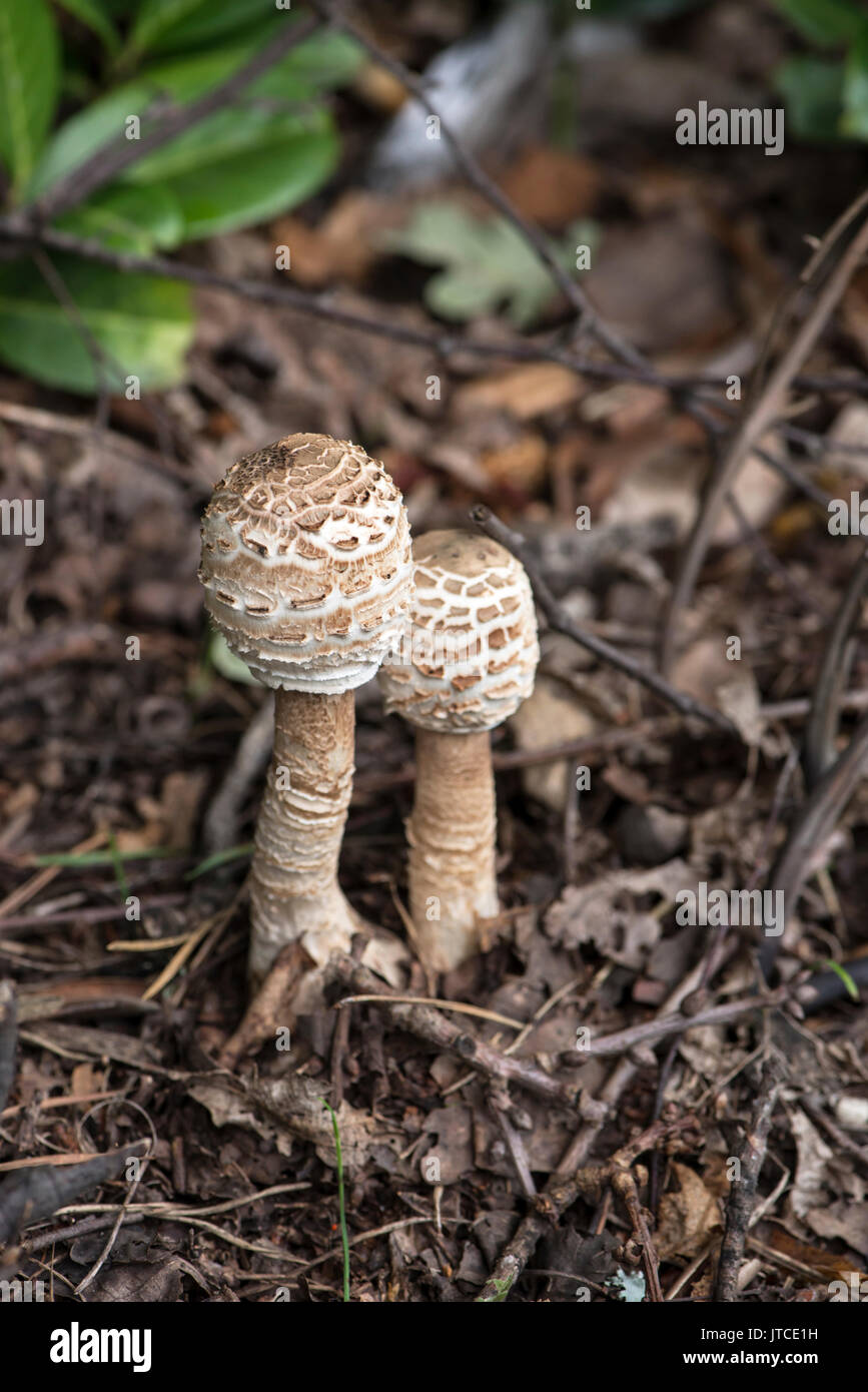 Parasol (Macrolepiota procera) Stock Photo