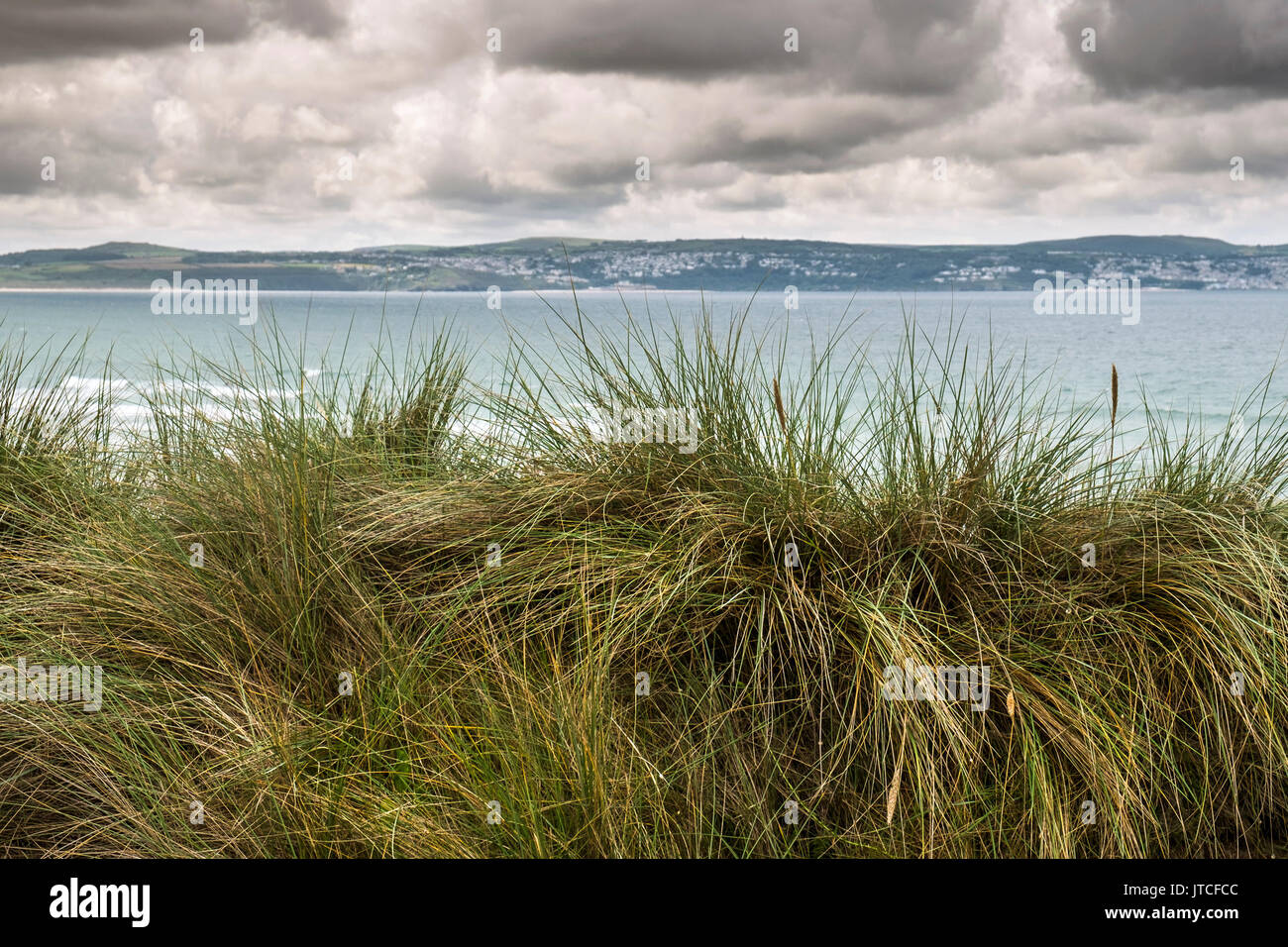 Marram Grass on the coast overlooking St Ives Bay in Cornwall.  Ammophila. Stock Photo