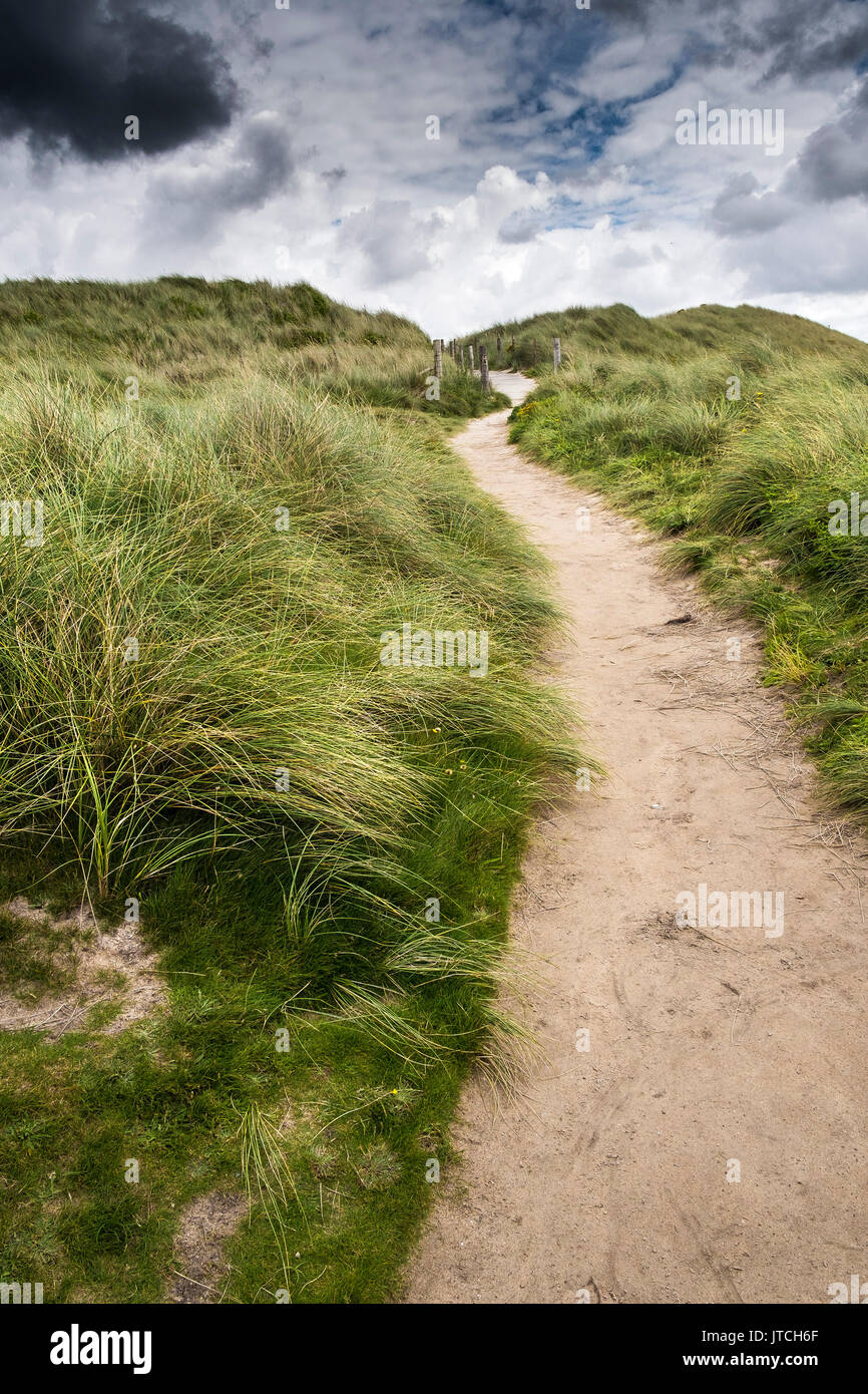 A path running through dunes covered in Marram Grass at Gwithian Towans in Cornwall. Stock Photo