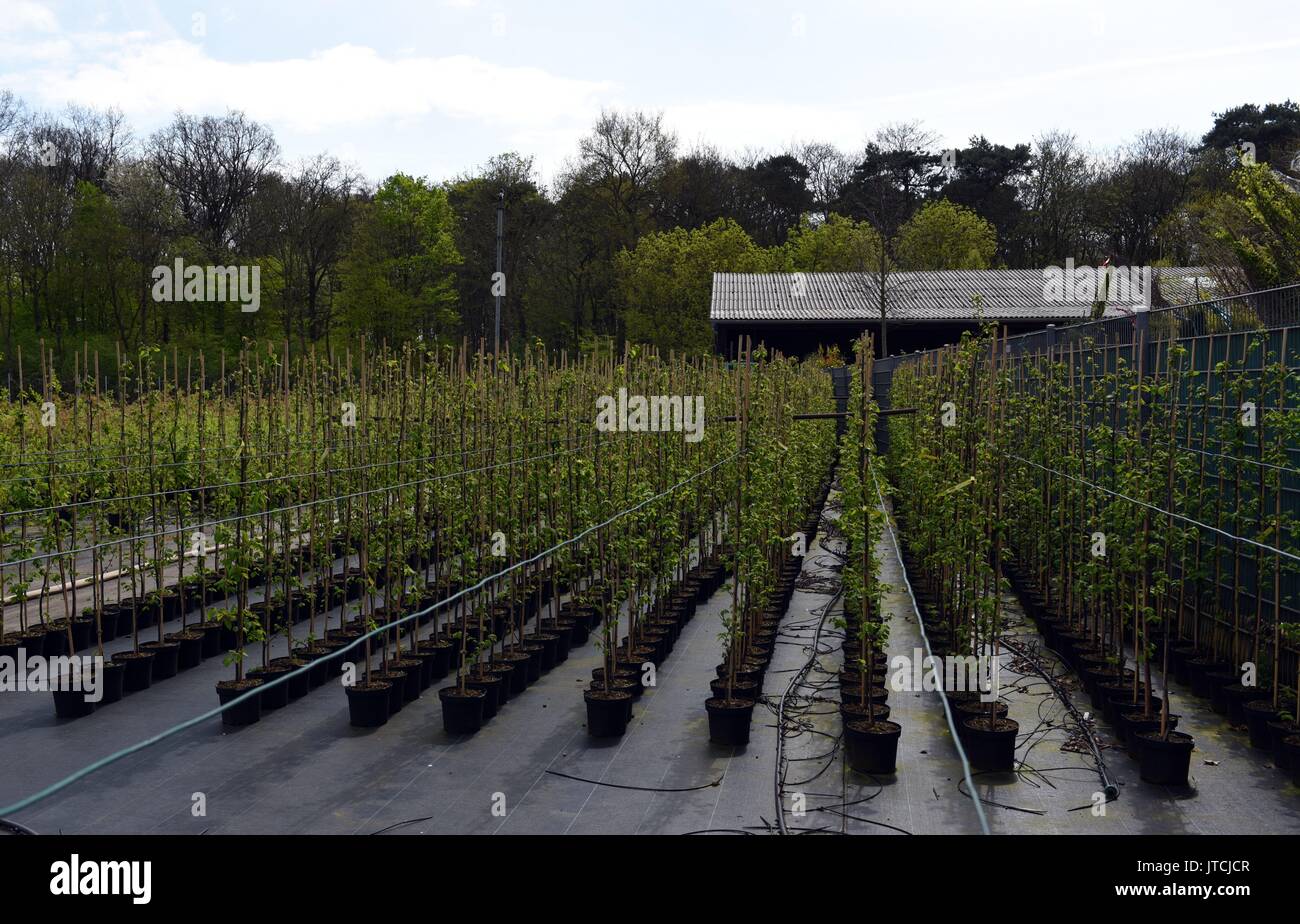 Young trees in buckets connected to an irrigation system in the nursery