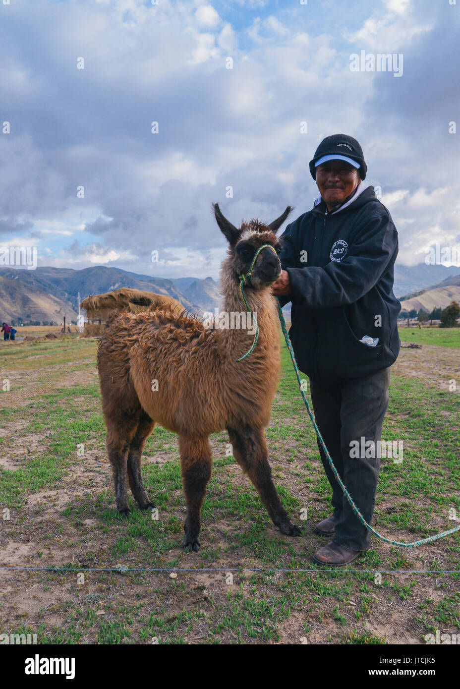 A man handling a llama, an animal traditional to the high altitudes of the Andes in South America Stock Photo
