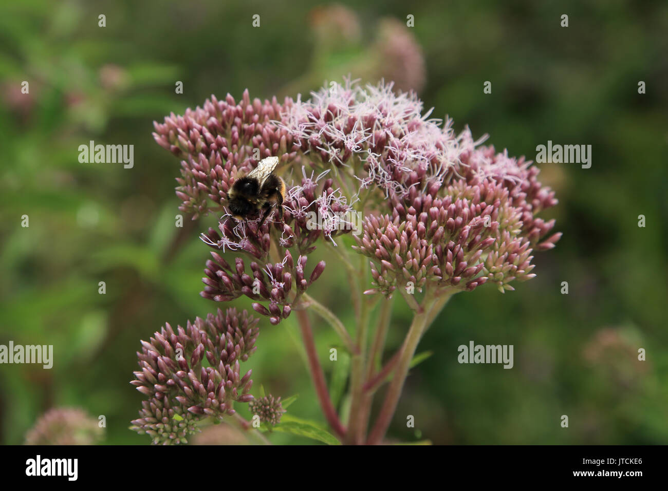 Bee on flower head in Jardin des Plantes, Amiens, France Stock Photo