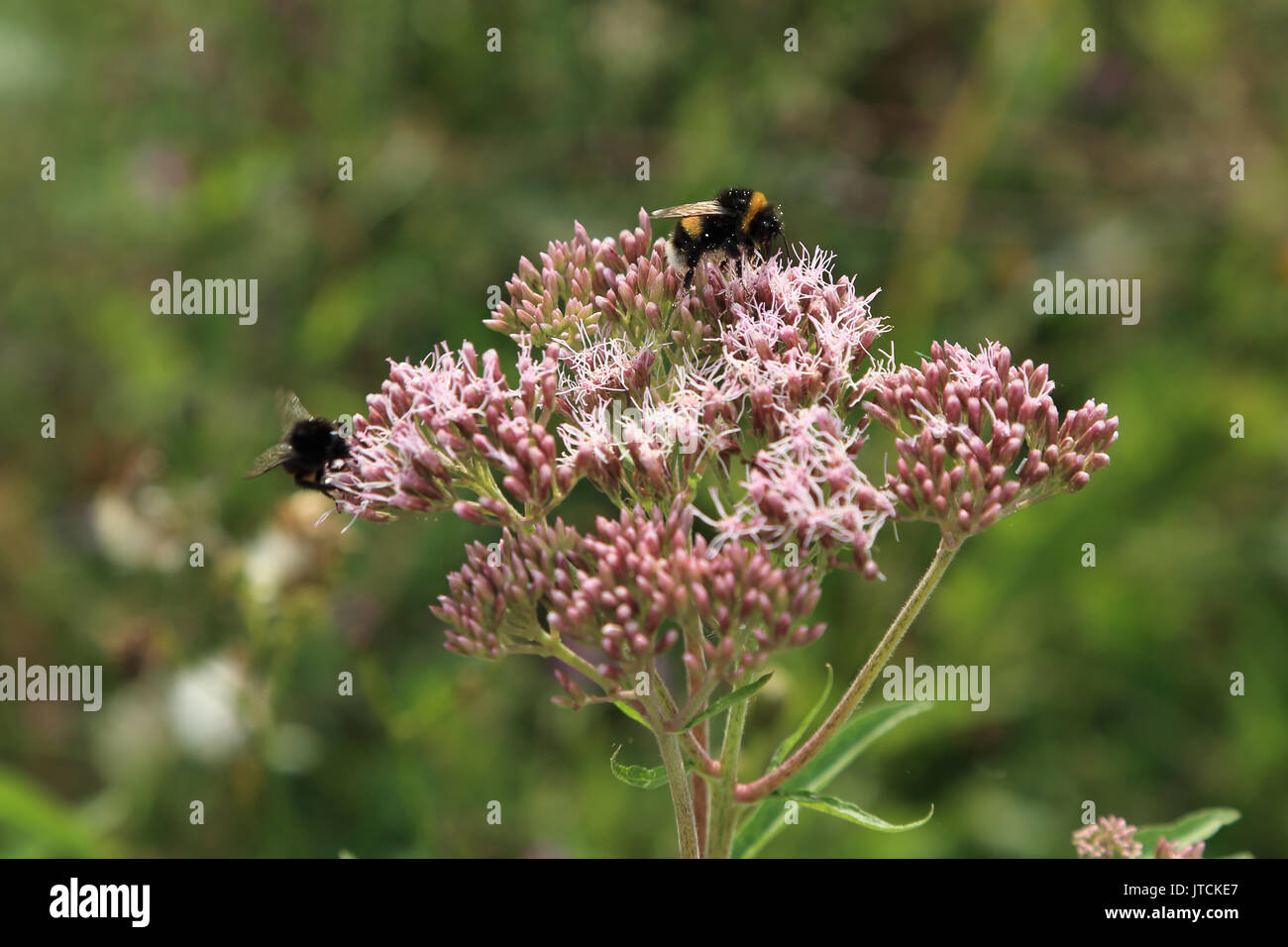 Bee on flower head in Jardin des Plantes, Amiens, France Stock Photo