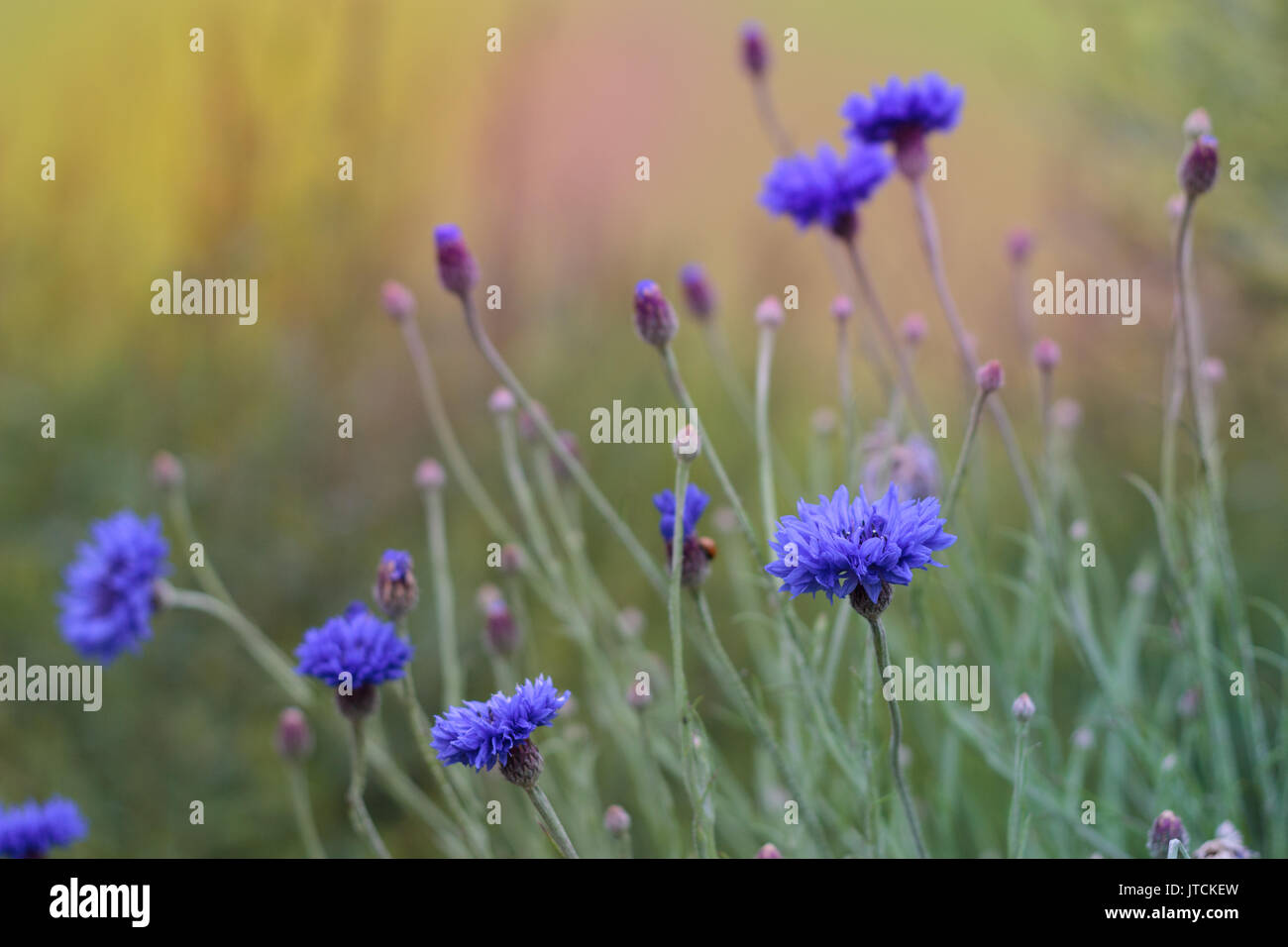 Cornflowers on green and multicolour background Stock Photo