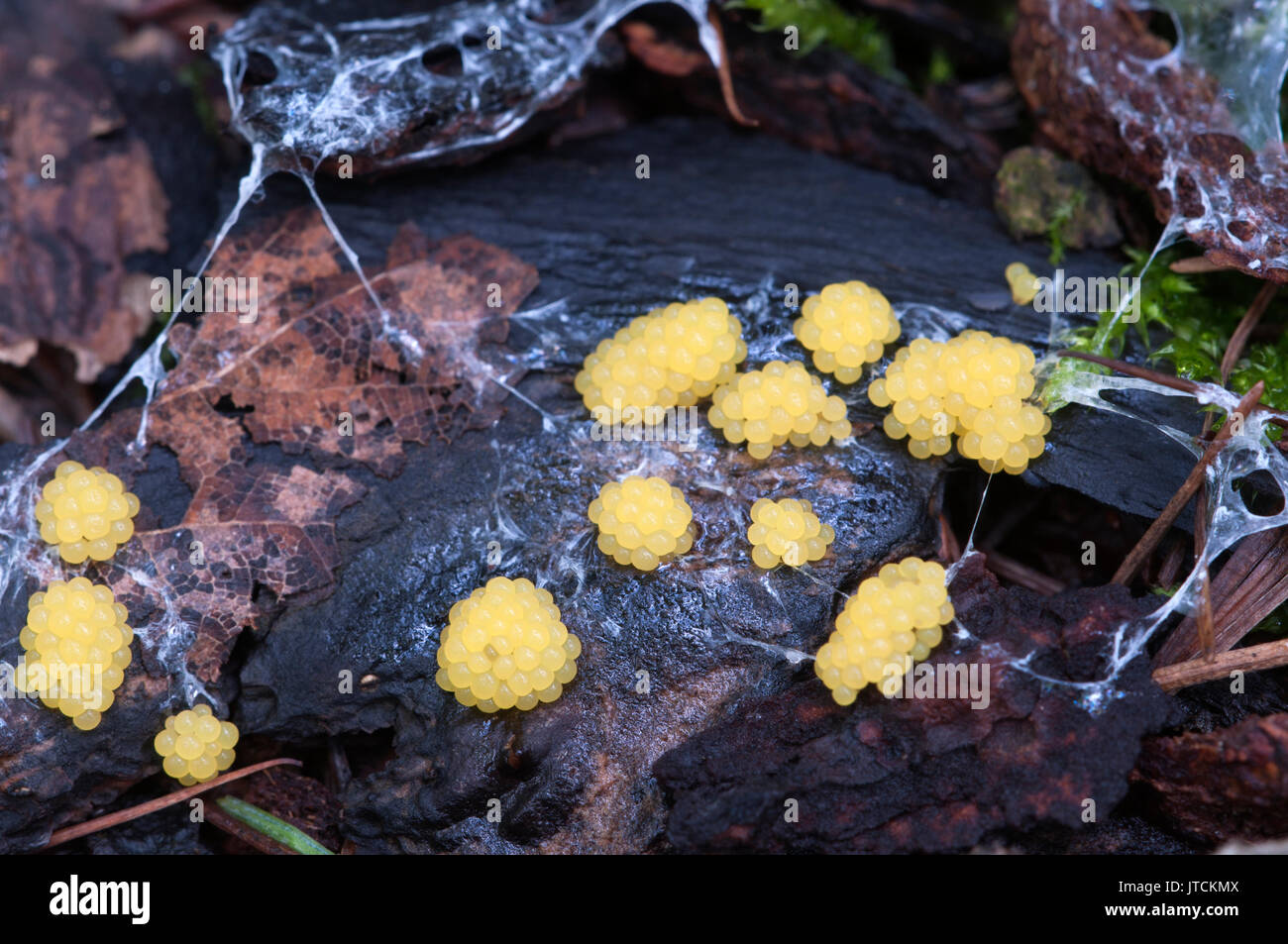 Ceratiomyxa fruticulosa mushrooms on an old stump Stock Photo