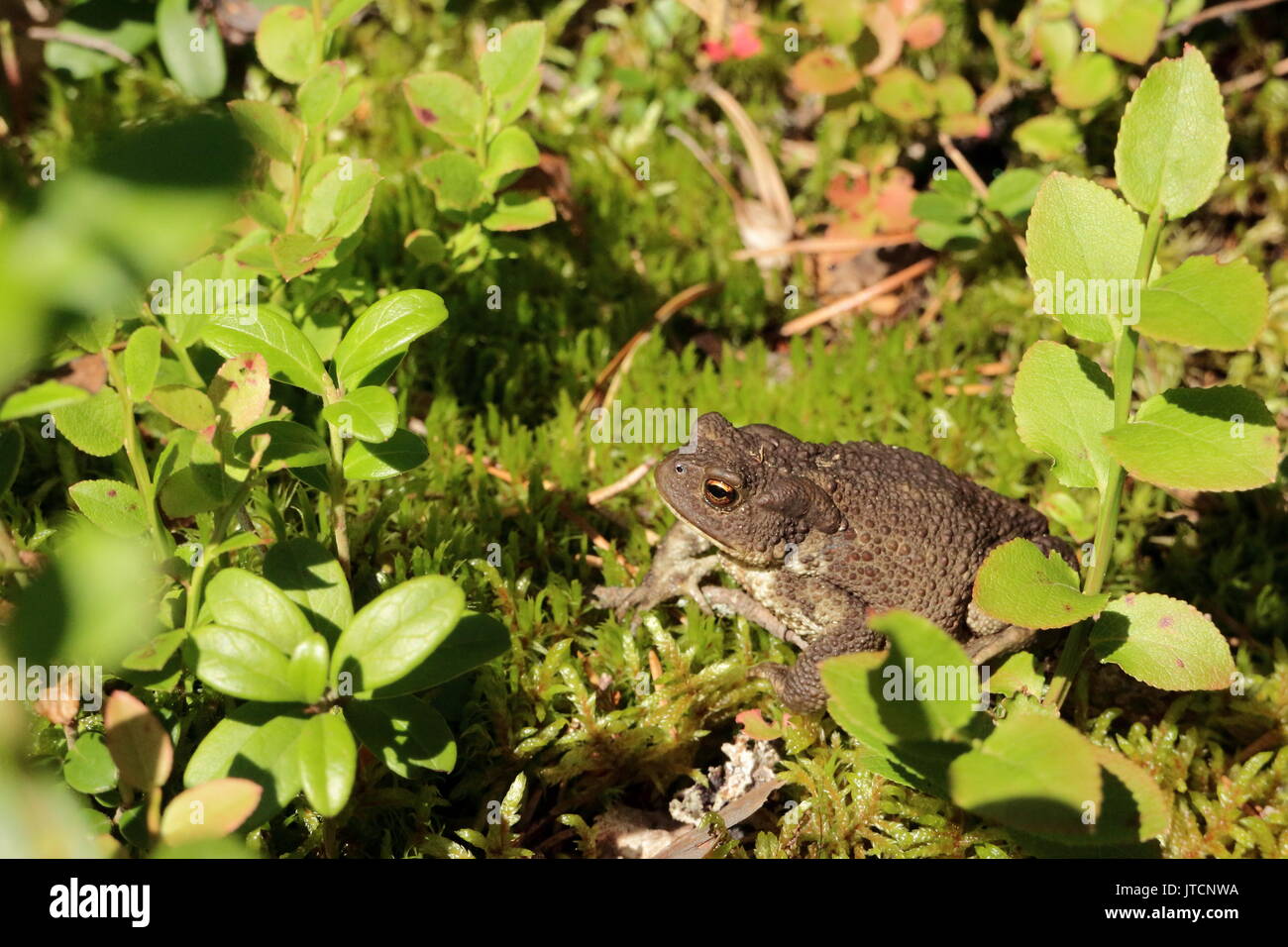 A toad sitting on the moss in the middle of blueberry twigs in the forest in Finland, North Karelia. Stock Photo